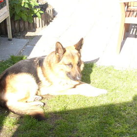 Hier ligt Wolf lekker in de zon.