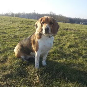 Hondenfoto van Miss Diva