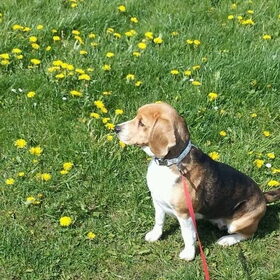 Hondenfoto van Miss Diva