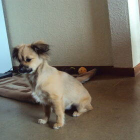 Hondenfoto van dog en lady