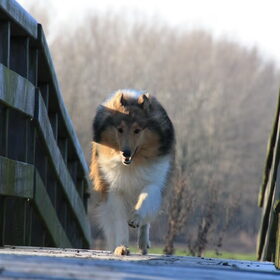 Zo hard mogelijk over de gladde brug rennen @ 42 weken