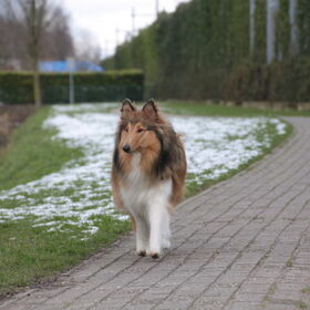 Op het losloopveldje @ 44 weken