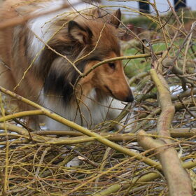 Helpen met de boom snoeien @ 45 weken