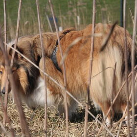 Door de bomen Rivka niet meer zien @ 49 weken