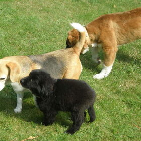 Shadow en Eros met hun vriendin Tasha