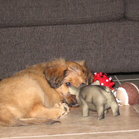 Toen hij pas 8,5 week oud was..