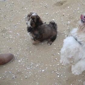 Hondenfoto van Niek en Margo, Hummel en Bailey