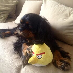 Knuffel!
