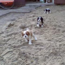 Onze 3 heerlijke pups vinden het te gek dat de tuin word…