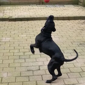 Jump naar de bal