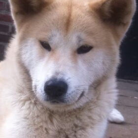 Hondenfoto van Akita's From Koyasan
