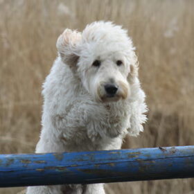 Hondenfoto van Dewi & de doodles
