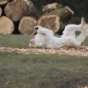 Hondenfoto van Dewi & de doodles