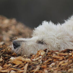 Hondenfoto van Dewi & de doodles