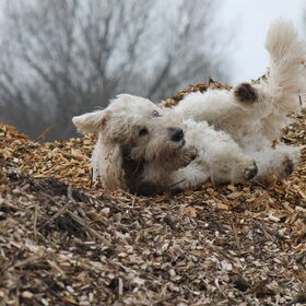 Hondenfoto van Dewi & de doodles