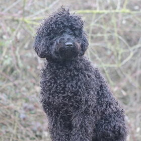 Hondenfoto van Dewi & de doodles