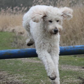 Hondenfoto van Dewi & de doodles