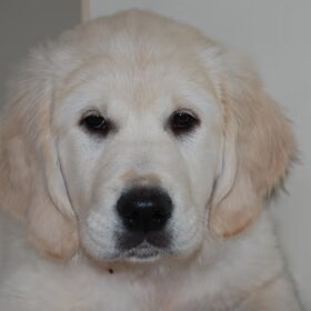 Lief koppie