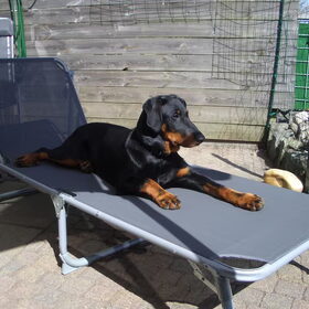 Balou mijn Beauceron pup pikt mijn lig stoel in zodra ik er af…