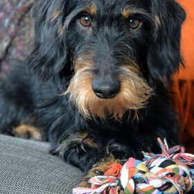 Hondenfoto van Pepijn & Otis