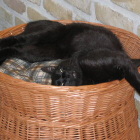 moli