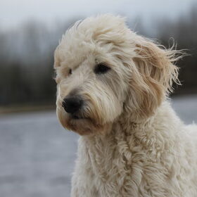 Hondenfoto van Dewi & de doodles