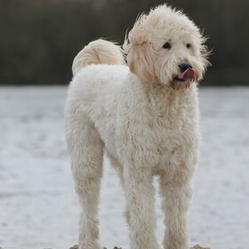 Hondenfoto van Dewi & de doodles