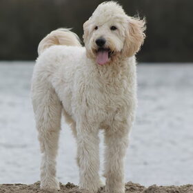 Hondenfoto van Dewi & de doodles