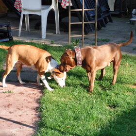 Hondenfoto van priscilla & C.S.C