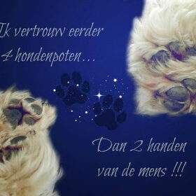 Hondenfoto van Melissa, Dempsey, Taiko, Minos & *Nina*