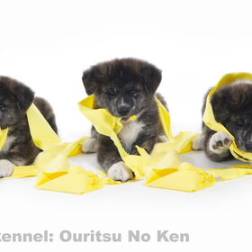 Akita pups