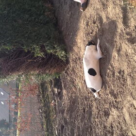 Hondenfoto van Sanne & Denise, Fanny, Vita