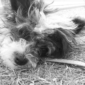 Hondenfoto van Roos & Pip