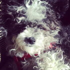 sleepy head.