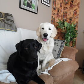 Hondenfoto van Anita, Bono, Chewie en Sita (R.I.P)