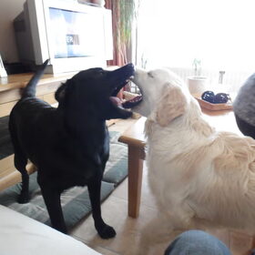 Hondenfoto van Anita, Bono, Chewie en Sita (R.I.P)