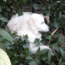 Hondenfoto van Anita, Bono, Chewie en Sita (R.I.P)