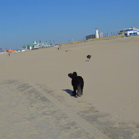 Hondenfoto van T&dogs