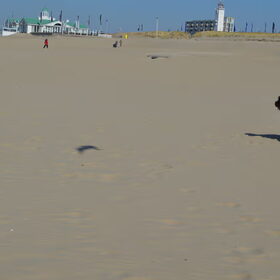 Hondenfoto van T&dogs