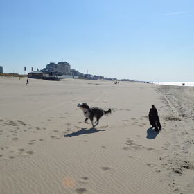 Hondenfoto van T&dogs