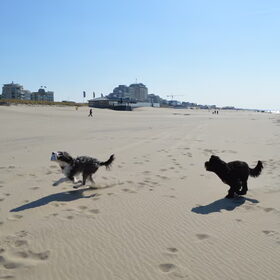 Hondenfoto van T&dogs
