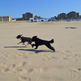 Hondenfoto van T&dogs
