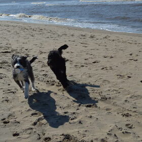 Hondenfoto van T&dogs