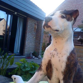 Hondenfoto van Evi * Maya