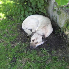 Diesel een gat in de tuin gegraven onder den boom hihi zo lief