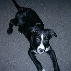 mijn kleine tommy