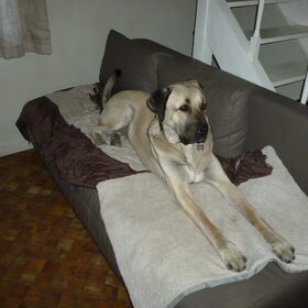 Diesel in Frankrijk :) mee op reis rusten na een lange wandeling