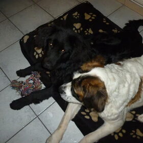 Shadow en Luna