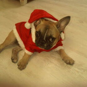 Voor kerst foto