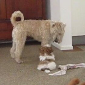 Spelen Pip??
